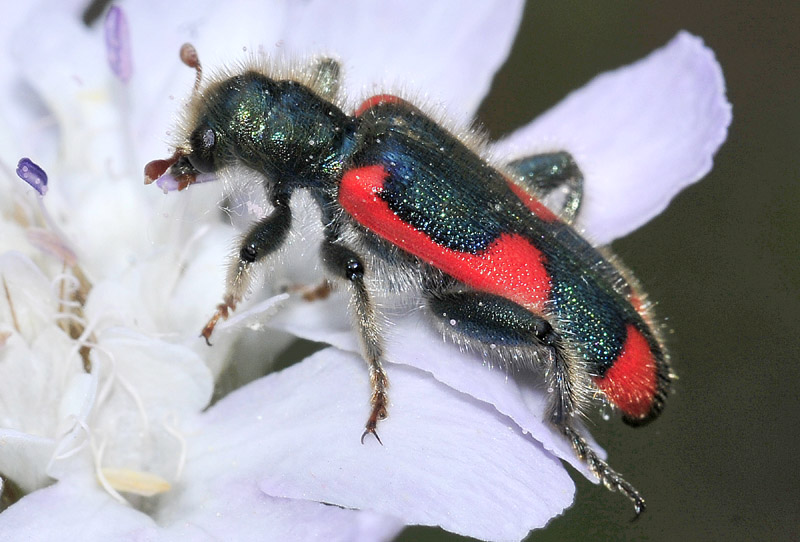 Trichodes dalla Grecia: T. nobilis (cf.), Cleridae